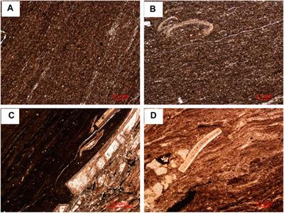 Heterogeneity Characteristics of Lacustrine Shale Oil Reservoir Under the Control of Lithofacies: A Case Study of the Dongyuemiao Member of Jurassic Ziliujing Formation, Sichuan Basin